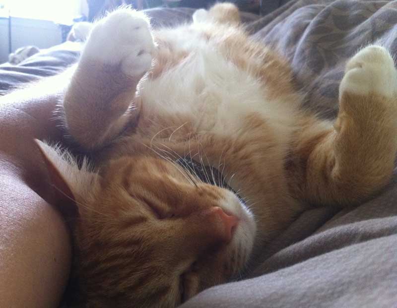 How to get skunk smell off your cat or dog Tyrant Farms